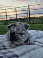Harbor, a male French Bulldog for sale in Jamesport, MO – 3 of 3