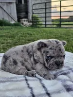 Hibiscus , a female French Bulldog for sale in Jamesport, MO – 3 of 3
