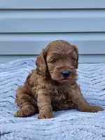 June, a female Cavapoo for sale in Jamesport, MO – 2 of 4