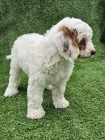 Ice, a male Cavapoo for sale in Jamesport, MO – 5 of 6