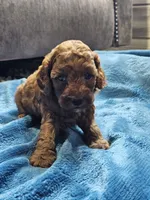 Lemon, a female Cavapoo for sale in Jamesport, MO – 4 of 5