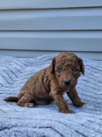 Kona, a male Cavapoo for sale in Jamesport, MO – 3 of 3