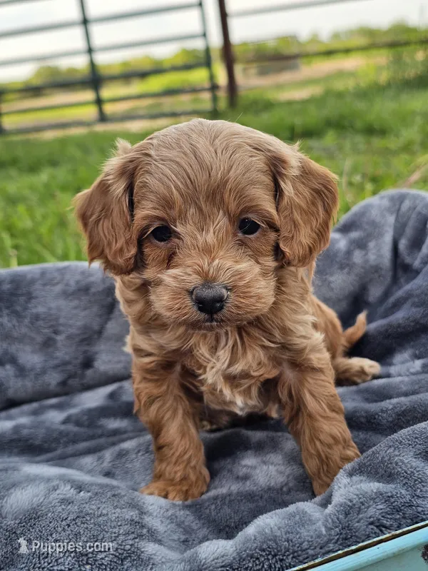 Eagan – Cavapoo puppy for sale in Jamesport, MO