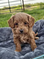 Eagan, a male Cavapoo for sale in Jamesport, MO – 1 of 4