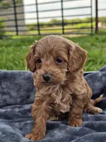 Eagan, a male Cavapoo for sale in Jamesport, MO – 3 of 4