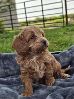 Eagan, a male Cavapoo for sale in Jamesport, MO – 4 of 4
