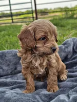 Eagan, a male Cavapoo for sale in Jamesport, MO – 2 of 4