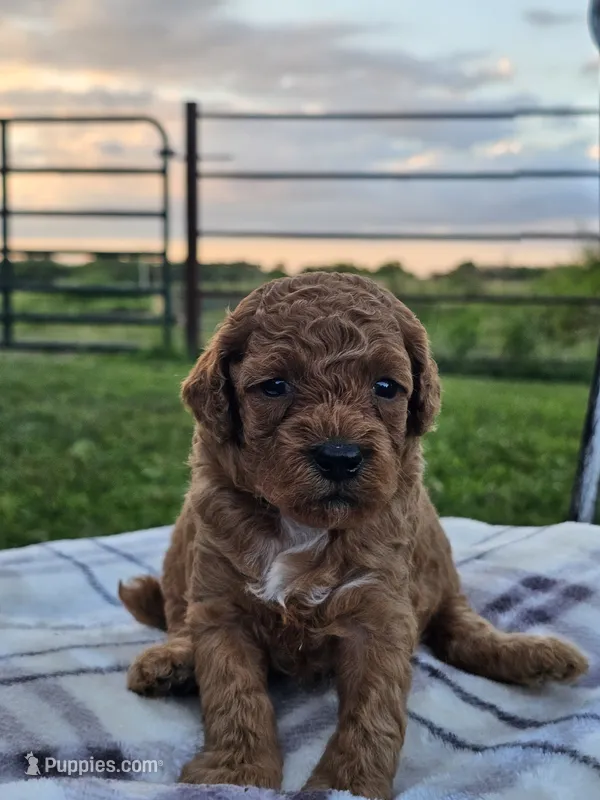 Indigo – Cavapoo puppy for sale in Jamesport, MO