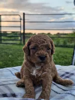 Indigo, a male Cavapoo for sale in Jamesport, MO – 1 of 3
