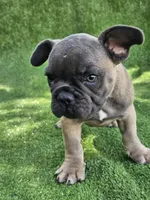 Gator, a male French Bulldog for sale in Jamesport, MO – 3 of 5