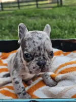 Mango, a female French Bulldog for sale in Jamesport, MO – 1 of 5
