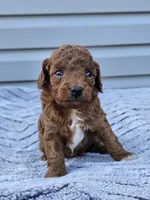 Kona, a male Cavapoo for sale in Jamesport, MO – 1 of 3