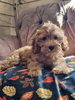 Koko , a female Cavapoo for sale in Jamesport, MO – 2 of 6