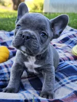 Pippin, a male French Bulldog for sale in Jamesport, MO – 4 of 5