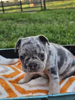 Malibu, a male French Bulldog for sale in Jamesport, MO – 4 of 5