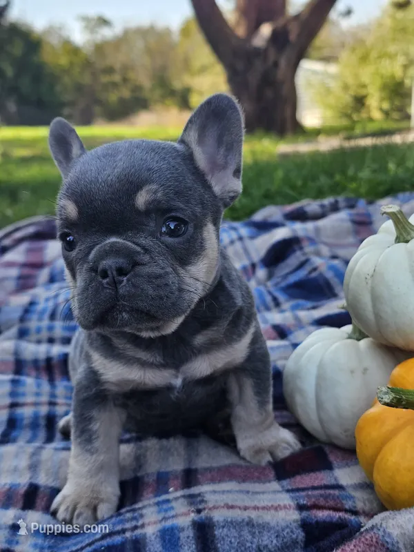 Qutie – French Bulldog puppy for sale in Jamesport, MO