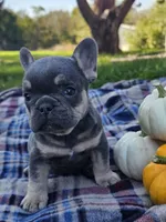 Qutie, a female French Bulldog for sale in Jamesport, MO – 1 of 5