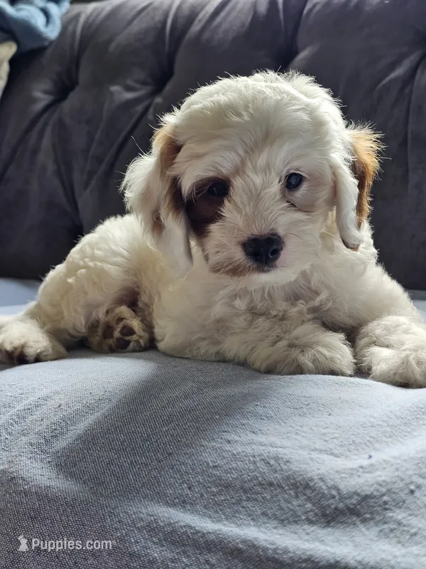 Ice – Cavapoo puppy for sale in Jamesport, MO