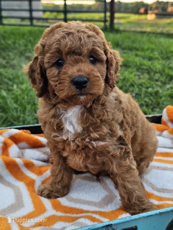 Indigo – Cavapoo puppy for sale in Jamesport, MO