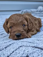 June, a female Cavapoo for sale in Jamesport, MO – 3 of 4