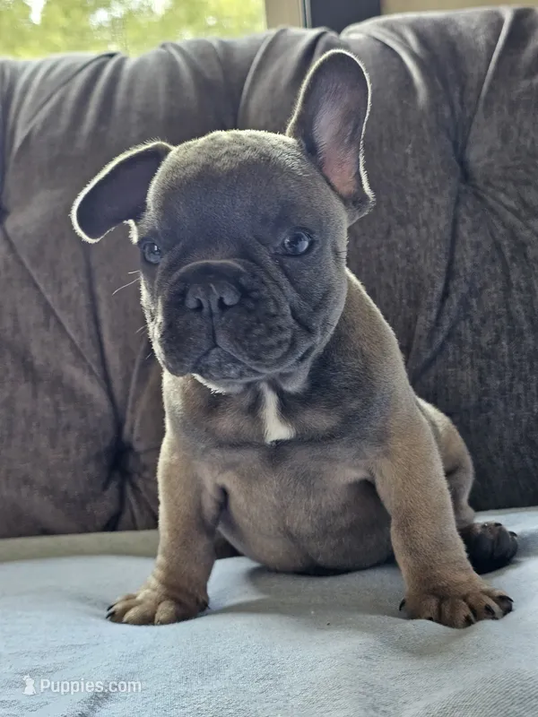 Gator – French Bulldog puppy for sale in Jamesport, MO
