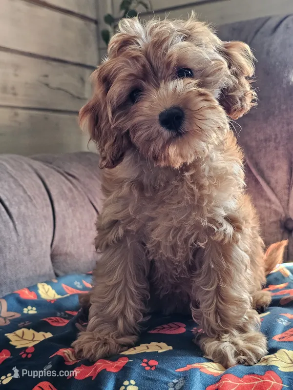 Koko  – Cavapoo puppy for sale in Jamesport, MO