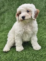 Ice, a male Cavapoo for sale in Jamesport, MO – 2 of 6