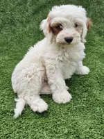 Ice, a male Cavapoo for sale in Jamesport, MO – 4 of 6
