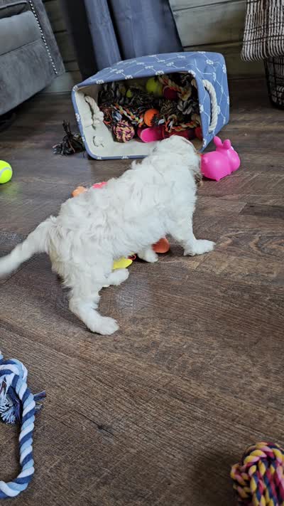 Nellie, a female Cavapoo for sale in Jamesport, MO – 5 of 5