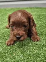 Leo, a male Cavapoo for sale in Jamesport, MO – 3 of 4
