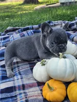 Quentin , a male French Bulldog for sale in Jamesport, MO – 2 of 5