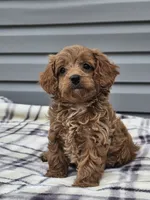 Eagan, a male Cavapoo for sale in Jamesport, MO – 2 of 4