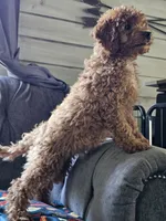 Indigo, a male Cavapoo for sale in Jamesport, MO – 2 of 5