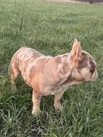 Bobby , a male French Bulldog for sale in Jamesport, MO – Photo 3 of 5