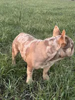 Bobby , a male French Bulldog for sale in Jamesport, MO – Photo 4 of 5