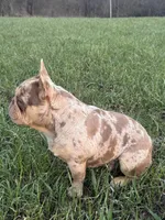 Bobby , a male French Bulldog for sale in Jamesport, MO – Photo 2 of 5