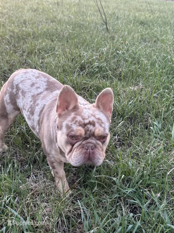 Bobby  – French Bulldog puppy for sale in Jamesport, MO