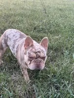Bobby , a male French Bulldog for sale in Jamesport, MO – Photo 1 of 5