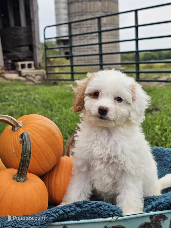 Nori – Cavapoo puppy for sale in Jamesport, MO