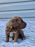 Koda, a male Cavapoo for sale in Jamesport, MO – 4 of 4