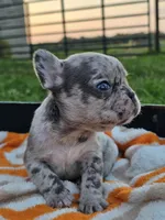 Mango, a female French Bulldog for sale in Jamesport, MO – 2 of 5