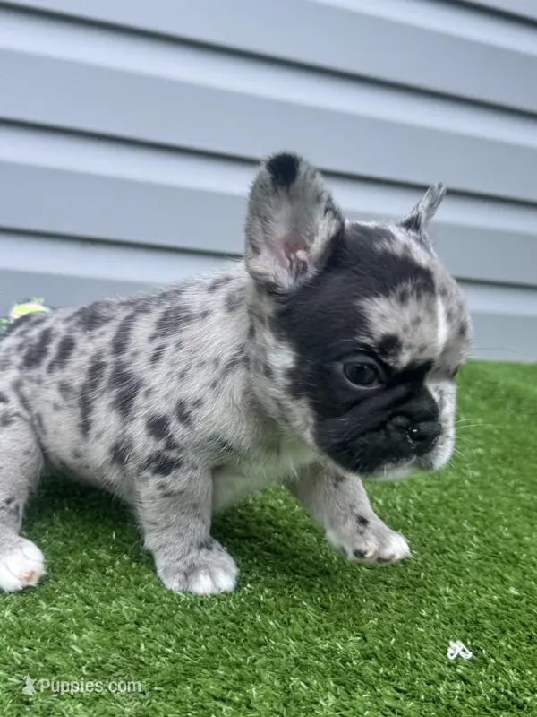 Harbor – French Bulldog puppy for sale in Jamesport, MO