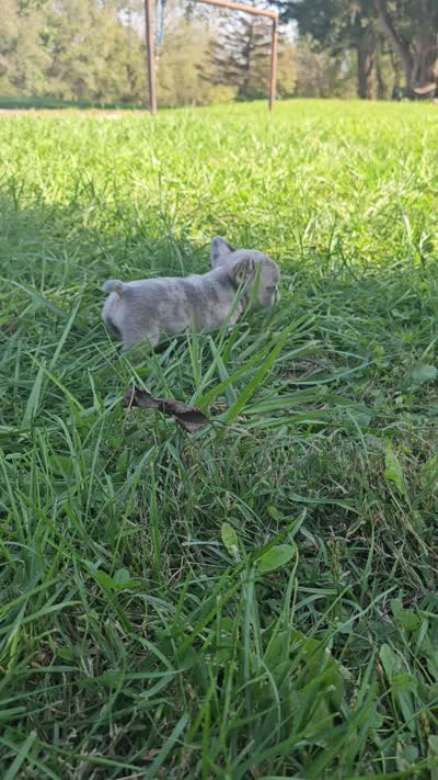 Quinn, a male French Bulldog for sale in Jamesport, MO – 5 of 5