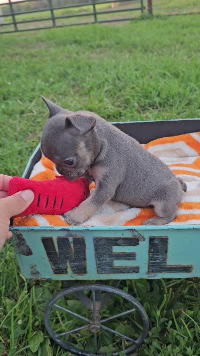 Marina, a female French Bulldog for sale in Jamesport, MO – 5 of 5