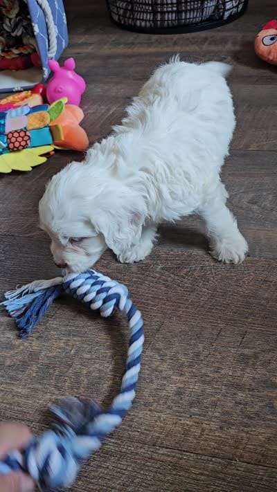 Nautical , a male Cavapoo for sale in Jamesport, MO – 6 of 6