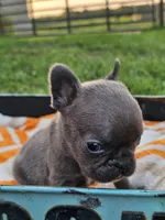 Maui , a male French Bulldog for sale in Jamesport, MO – 2 of 5