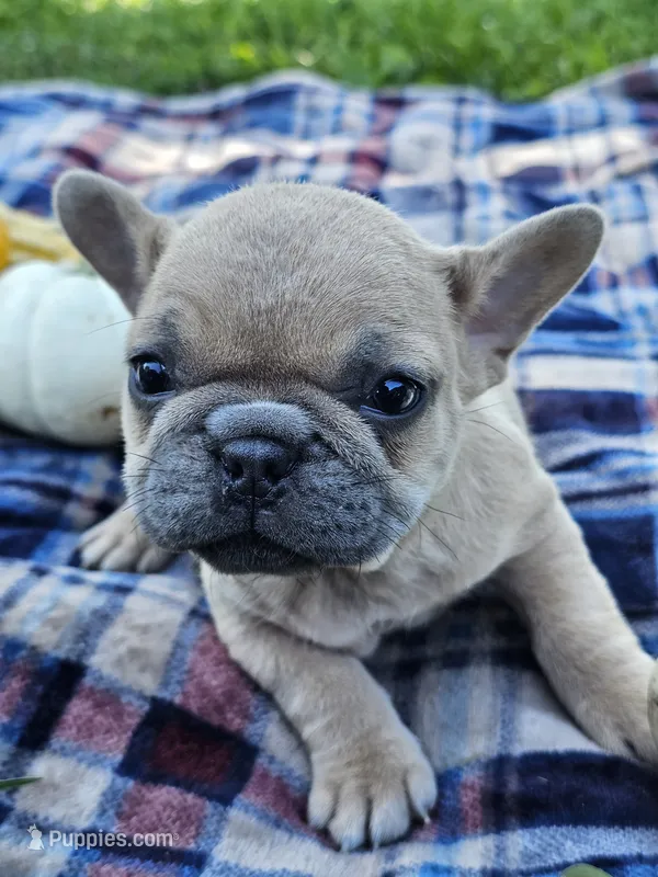 Poppy  – French Bulldog puppy for sale in Jamesport, MO