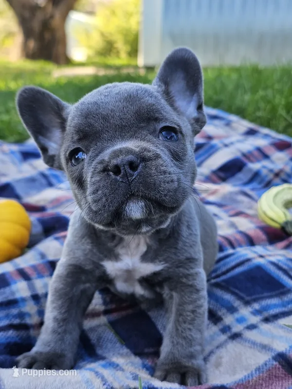 Pippin – French Bulldog puppy for sale in Jamesport, MO