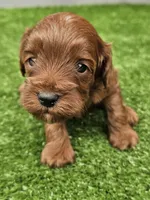 Leo, a male Cavapoo for sale in Jamesport, MO – 4 of 4