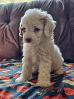 Nori, a female Cavapoo for sale in Jamesport, MO – 5 of 7